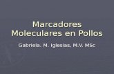 Marcadores Moleculares en Pollos Gabriela. M. Iglesias, M.V. MSc.