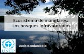 Ecosistema de manglares: Los bosques infravalorados Lucia Scodanibbio.