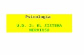Psicología U.D. 2: EL SISTEMA NERVIOSO. Sistema Nervioso Sistema Nervioso Central Sistema Nervioso Periférico Cerebro Médula Espinal Sistema Nervioso.