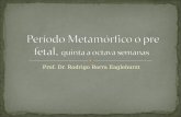 Prof. Dr. Rodrigo Barra Eaglehurst. El período metamórfico o pre fetal, transcurre entre la quinta y la octava semanas de desarrollo (días: 36 A 60),