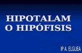 HIPOTALAMO HIPÓFISIS. HIPOTÁLAMO HIPÓFISIS Tiroides, adrenales, Gónadas, crecimiento, Balance agua Regulación Tª Actividad SNA Control apetito Señales.
