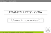 ANATOMÍA – HISTOLOGÍA © Prof. Víctor M. Vitoria (Profesor JANO) –  EXAMEN HISTOLOGÍA (Láminas de preparación – 1)