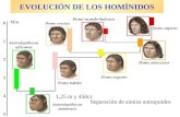 EVOLUCIÓN DE LOS HOMÍNIDOS Separación de simios antropoides 1,25 m y 450cc.