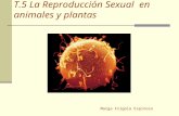 T.5 La Reproducción Sexual en animales y plantas Marga Frigola Espinosa.