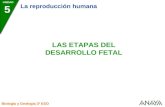 UNIDAD 5 La reproducción humana Biología y Geología 3º ESO LAS ETAPAS DEL DESARROLLO FETAL.