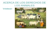 ACERCA DE LOS DERECHOS DE LOS ANIMALES Vrindavan.