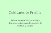 Cultivares de Frutilla Selección de Cultivares bajo diferentes sistemas de manejo de cultivo y vivero.