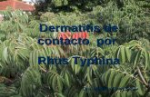 Dermatitis de contacto por Rhus Typhina Dra. Marcela Evangelista.