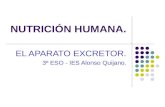 NUTRICIÓN HUMANA. EL APARATO EXCRETOR. 3º ESO - IES Alonso Quijano.