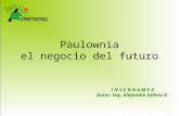 Paulownia el negocio del futuro I N V E R N A M E X Autor: Ing. Alejandro Gálvez R.
