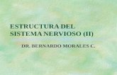 ESTRUCTURA DEL SISTEMA NERVIOSO (II) DR. BERNARDO MORALES C.