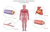 Componentes del sitema circulatorio Corazón Venas Capilares Arterias.