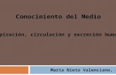 Conocimiento del Medio Respiración, circulación y excreción humanas Marta Nieto Valenciano, 4ºC.