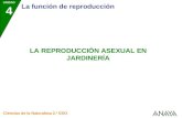 UNIDAD 4 La función de reproducción Ciencias de la Naturaleza 2.º ESO LA REPRODUCCIÓN ASEXUAL EN JARDINERÍA.