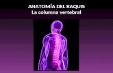 ANATOMÍA DEL RAQUIS La columna vertebral. La Columna Vertebral, Raquis o Espina Dorsal es una compleja estructura de huesos, cartílagos y ligamentos,
