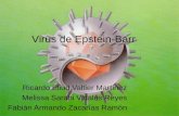 Virus de Epstein-Barr Ricardo Eliud Valtier Martínez Melissa Sarahi Vidales Reyes Fabián Armando Zacarías Ramón.