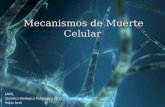Mecanismos de Muerte Celular UNSL Química Biológica Patológica 2012 Rojas José