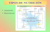 Autótrofa Heterótrofa TIPOS DE NUTRICIÓN. 1.- Según la forma de captar el carbono (materia orgánica): Autótrofos: A partir de la materia inorgánica y.