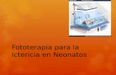 Fototerapia para la Ictericia en Neonatos. Formación y Catabolismo de la Bilirrubina.