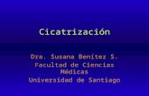 Cicatrización Dra. Susana Benítez S. Facultad de Ciencias Médicas Universidad de Santiago.