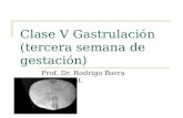 Clase V Gastrulación (tercera semana de gestación) Prof. Dr. Rodrigo Barra Eaglehurst.