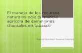 El manejo de los recursos naturales bajo el modelo agrícola de camellones chontales en tabasco Fiesco González Susana Gabriela.