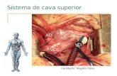 10.) Sistema Cava Superior - Prof. Magalis Pérez