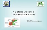 Sistema Endocrino (Hipotálamo-Hipófisis) Asignatura Anatomía Fisiológica Animal.