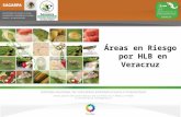 Áreas en Riesgo por HLB en Veracruz. Desde la detección en Puebla de Psílidos infectivos el 26 agosto de 2011 (en los municipios de Francisco Z. Mena,