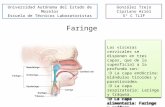 Faringe Las vísceras cervicales se disponen en tres capas, que de la superficial a la profunda son: :D La capa endócrina: Glándulas tiroides y paratiroidea.