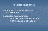 FUNCIÓN NEURONAL Neuronas Eléctricamente EXCITABLES Comunicación Neuronal: 1. POTENCIALES GRADUADOS 2. POTENCIALES DE ACCIÓN.