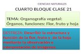 CUARTO BLOQUE CLASE 21 TEMA: Organografía vegetal: Órganos, funciones: Flor, fruto y hoja DESTREZA: Describir la estructura y función de la flor, fruto.