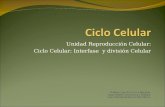 Unidad Reproducción Celular: Ciclo Celular: Interfase y división Celular Profesor José De La Cruz Martínez Departamento de Química y Biología Liceo Polivalente.