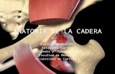 Anatomia de La Cadera