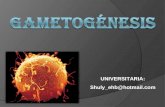 GAMETOGÉNESIS - Ovogénesis . Espermatogénesis