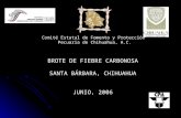 Comité Estatal de Fomento y Protección Pecuaria de Chihuahua, A.C. BROTE DE FIEBRE CARBONOSA SANTA BÁRBARA, CHIHUAHUA JUNIO, 2006.