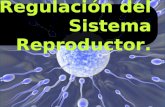 Regulación del Sistema Reproductor.. o Describir los principales eventos que ocurren durante la gametogénesis femenina y masculina. o Explicar los mecanismos.