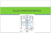 GLUCONEOGÉNESIS. Vía metabólica que resulta en la generación de la glucosa a partir de no-carbohidrato El otro medio de mantenimiento de la sangre de.