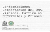 1 CA García Sepúlveda MD PhD Conformaciones, Compactación del DNA, Viroides, Partículas Subvirales y Priones Laboratorio de Genómica Viral y Humana Facultad.