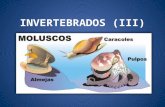 INVERTEBRADOS (III). MOLUSCOS Tienen el cuerpo blando, generalmente protegido por una concha de carbonato cálcico (en algunas excepciones la concha es.