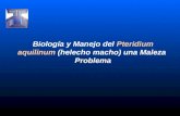 Biología y Manejo del Pteridium aquilinum (helecho macho) una Maleza Problema.