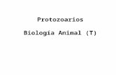 Protozoarios Biología Animal (T). Endosimbiosis: Teoría que habla del surgimiento del dominio Eukaria 4.5 a 3.5 mil millones de años: de la Geoquímica.