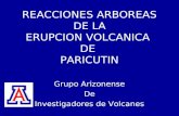 REACCIONES ARBOREAS DE LA ERUPCION VOLCANICA DE PARICUTIN Grupo Arizonense De Investigadores de Volcanes.