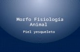 Morfo Fisiología Animal Piel yesqueleto. Que es la Piel wikipedia La piel es el mayor órgano del cuerpo humano, o animal. Ocupa aproximadamente 2 m²,