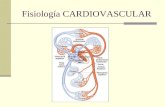 Fisiología CARDIOVASCULAR. Anatomía básica del sistema cardiovascular: El corazón.