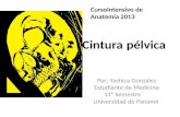 Cintura pélvica Por: Yashica González Estudiante de Medicina 11° Semestre Universidad de Panamá CursoIntensivo de Anatomía 2013.