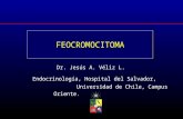 FEOCROMOCITOMA Endocrinología, Hospital del Salvador, Universidad de Chile, Campus Oriente. Dr. Jesús A. Véliz L. Reunión SOCHED Julio 2009.