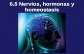 6.5 Nervios, hormonas y homeostasis. Sistema nervioso El sistema nervioso se divide en el sistema nervioso central (SNC) y en el sistema nervioso periférico.