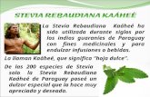 La Stevia Rebaudiana Kahe© ha sido utilizada durante siglos por los indios guaran­es de Paraguay con fines medicinales y para endulzar infusiones o bebidas