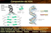 Composición del ADN Esta formado por dos cadenas de bandas llamadas nucleótidos cada nucleótido presenta : Ácido fosforico, desoxirribosa y 4 bases nitrogenadas.